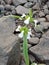 A plant rise in stones in india.