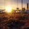 Plant rising from the ground at sunset with solar panels in the background. Eco, sustainability, renewable energies. Generative