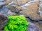 Plant on the river many rock green abstract background.