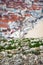 Plant on rocks by the ocean, city view, Nazare, Portugal