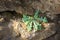 Plant on rocks, Wadi Alkhodh, Muscat, Oman