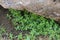 Plant on rocks, Wadi Alkhodh, Muscat, Oman