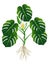 Plant with roots, flower and green leaves of monstera or split-leaf philodendron Monstera deliciosa.
