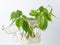 The plant with roots is in glass jar, vase . On a white background.