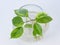 The plant with roots is in glass jar, vase . On a white background.