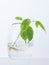 The plant with roots is in glass jar, vase . On a white background.