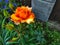 Plant Rose Floribunda Orange