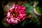 Plant Rose flower Flowering plant vulnerability Freshness