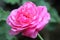 Plant Rose flower Flowering plant vulnerability Freshness fragility