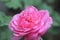 Plant Rose flower Flowering plant vulnerability Freshness fragility