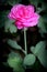 Plant Rose flower Flowering plant vulnerability Freshness fragility