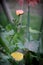 Plant rose Flowering plant vulnerability Freshness