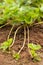 Plant Runners Of Strawberry Grow In Garden.