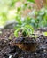 Plant in rusty cans on ground and rain