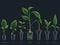 Plant\\\'s growth process as it responds to scientific experimentation. AI Generated