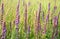 Plant Sage, beautiful background, color Glade violet