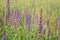 Plant Sage, beautiful background, color Glade violet