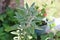 Plant of Sage, Herbal, healing, Herbalism, Beauty Care, Wellness. Aromatherapy, Essential Oil, Garden.