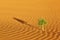 Plant in Sahara desert