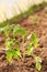 Plant a sapling a tomato