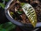 Plant saplings in pots by the fence