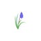 Plant scilla. Siberian Squill Scilla siberica . spring flower with leaves and stem