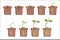 Plant Seed Growth, Development And Rooting Inside The Flower Pot, Classic Botany Textbook Educational Infographic