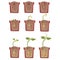 Plant Seed Growth, Development And Rooting Inside The Flower Pot, Classic Botany Textbook Educational Infographic