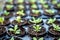 Plant seedlings growing on fertile soil with fertilizer , baby plant Seedlings sprout