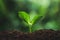 Plant seedlings in nature plant a tree natural background Plant Coffee seedlings in nature green fresh