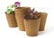 Plant Seedlings in Peat Pots