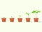 Plant seedlings in pots.grow agricultural trees. Evolution concept