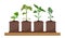 Plant seedlings in pots. Tomato pepper cabbage cucumber. Cultivation of garden plants. Plant care. Vector illustration