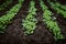 Plant seedlings. Young sprouts in the ground in the garden