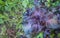Plant shiso red perilla  purple leaves
