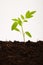 Plant shoot of tomato sapling on white background