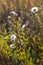 A plant similar to many dandelions on one stem with selective focus and grass on a blurred background.