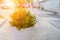 Plant a small cedar tree in a white pot on the blurred background of the street. Urban landscaping. Landscape design