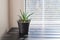 Plant in small pot on background of window with blinds