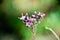 a plant with small purple flowers near a forest path at night