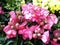 Plant snapdragon during the period of abundant flowering. Beautiful pink flowers in a bizarre shape. Close-up. Bright flower bed