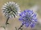 The plant of the spherical-headed muzzle blooms with blue tubular flowers