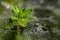 Plant with spiderweb full of rain drops