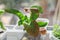 The plant spinach grows in a pot on the window in the apartment. On the balcony.