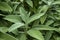 Plant with spongy and green leaves. Plants for backgrounds.