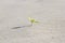 Plant sprouting in the desert Sahara. Seedling sand