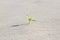 Plant sprouting in the desert Sahara. Seedling sand