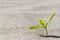 Plant sprouting in the desert Sahara. Seedling sand