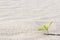 Plant sprouting in the desert Sahara. Seedling sand