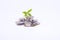 Plant sprouting from a group of coins white background. business concept.